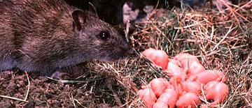 Nido de ratas - control de plagas - Sanitersur