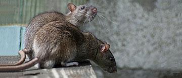 Colonia de ratas - Control de Plagas - Sanitersur